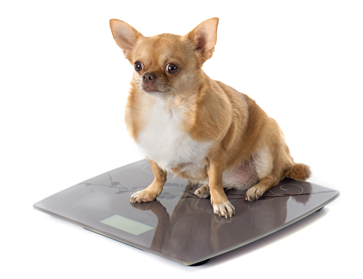 bathroom scales and fat chihuahua in front of white background