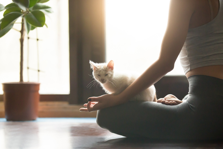 Young yogi woman meditating with cat pet, home interior backgrou